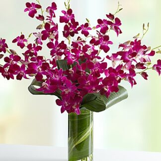 Orchid Embrace™
