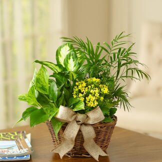 European Dish Garden