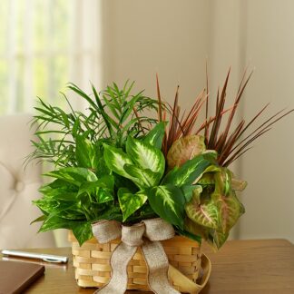 Planter Dish Garden