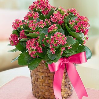 Kalanchoe Plant