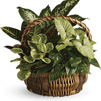 Garden Basket