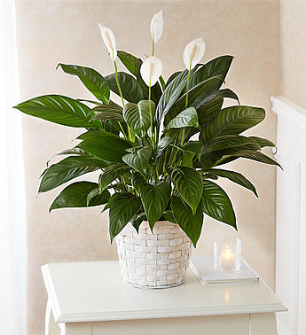 Peace Lily