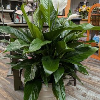 Fancy Pot Large Peace Lily