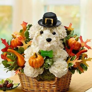Pilgrim Pooch