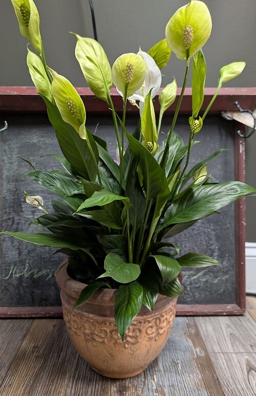 Peace Lily Ceramic Pot