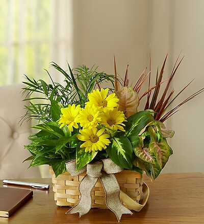 Planter Dish Garden with Fresh Cut Flowers