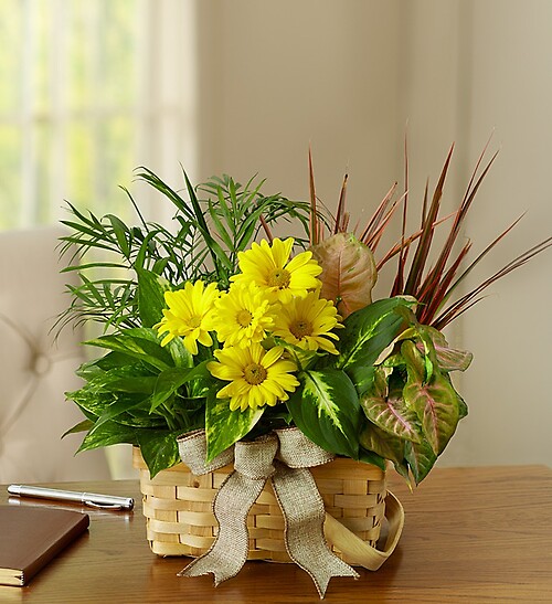 Planter Dish Garden with Fresh Cut Flowers