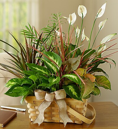 Planter Dish Garden