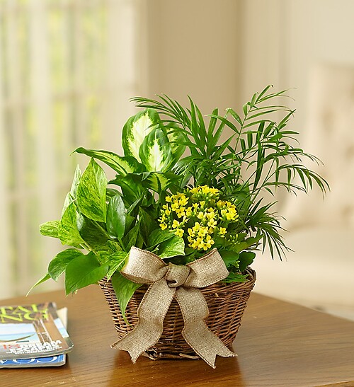 European Dish Garden
