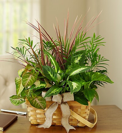 Planter Dish Garden