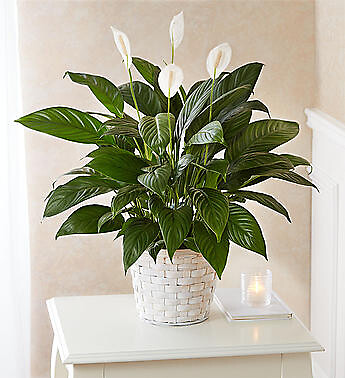 Peace Lily
