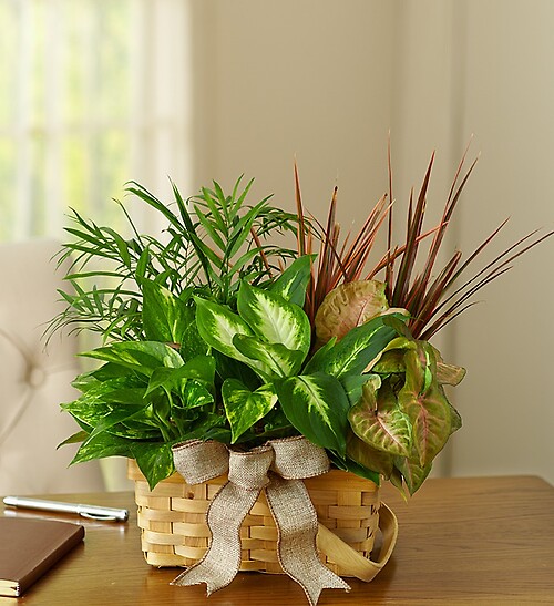 Planter Dish Garden