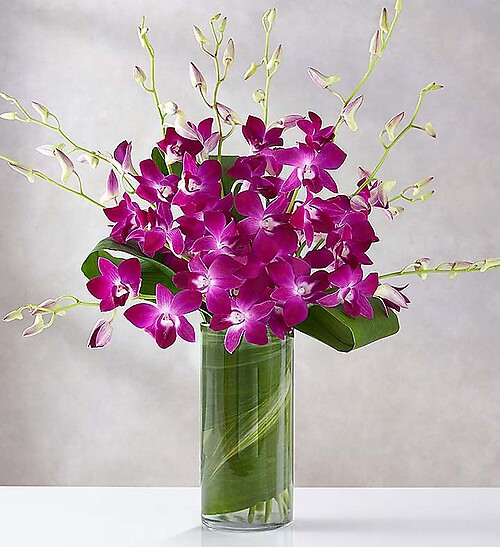 Orchid Embrace 2 day notice