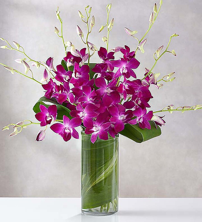 Orchid Embrace 2 day notice